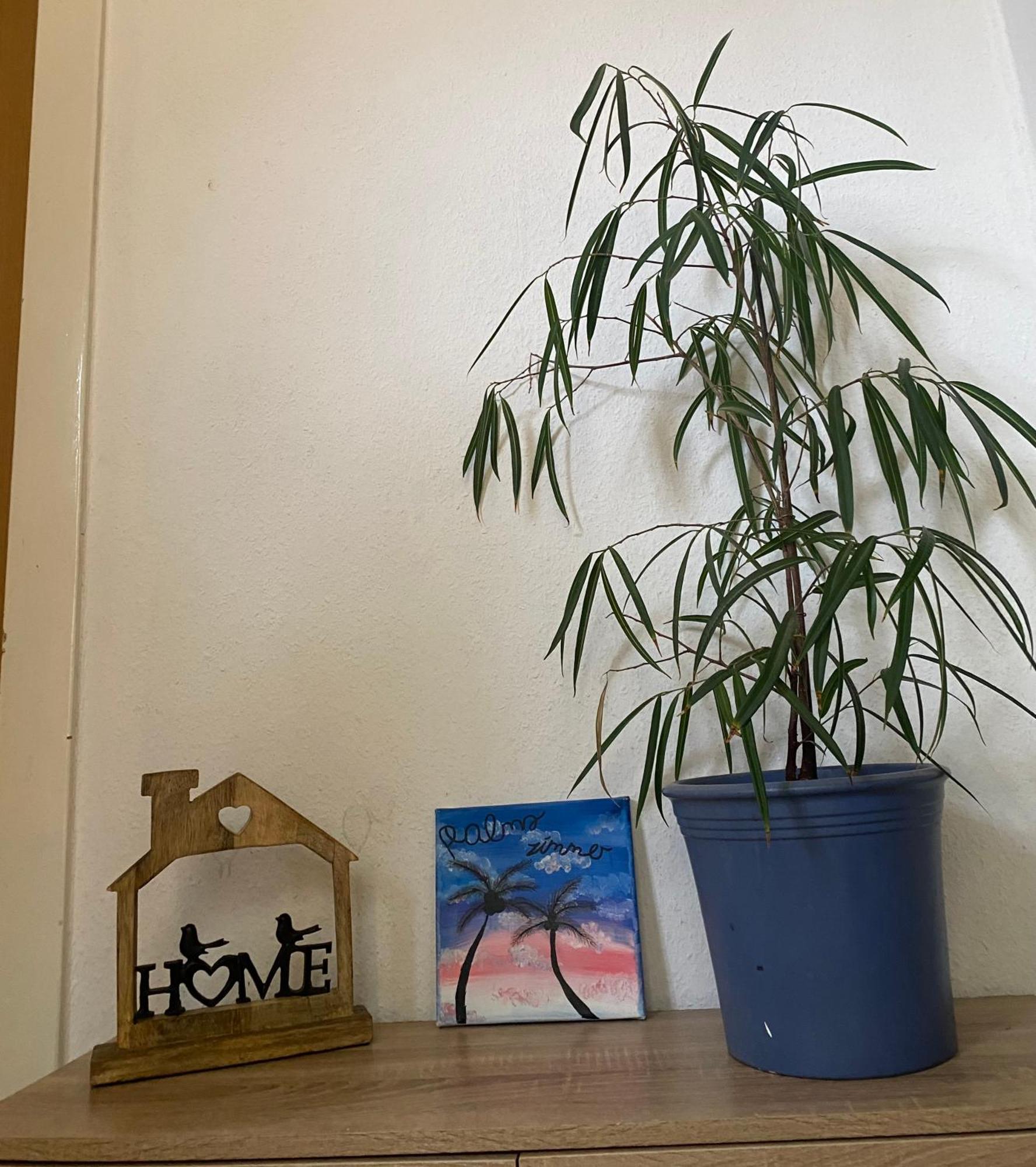 Palms Zimmer Фрехен Экстерьер фото